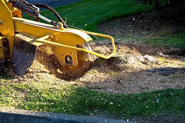 Best Sod Installation  in Warrensburg, MO